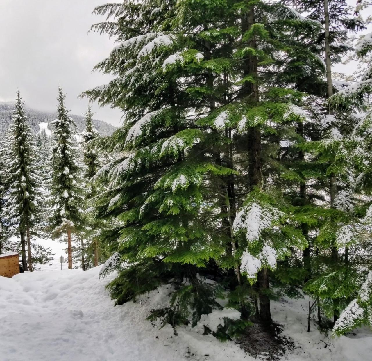 Aparthotel Aspens Blackcomb Whistler Zewnętrze zdjęcie